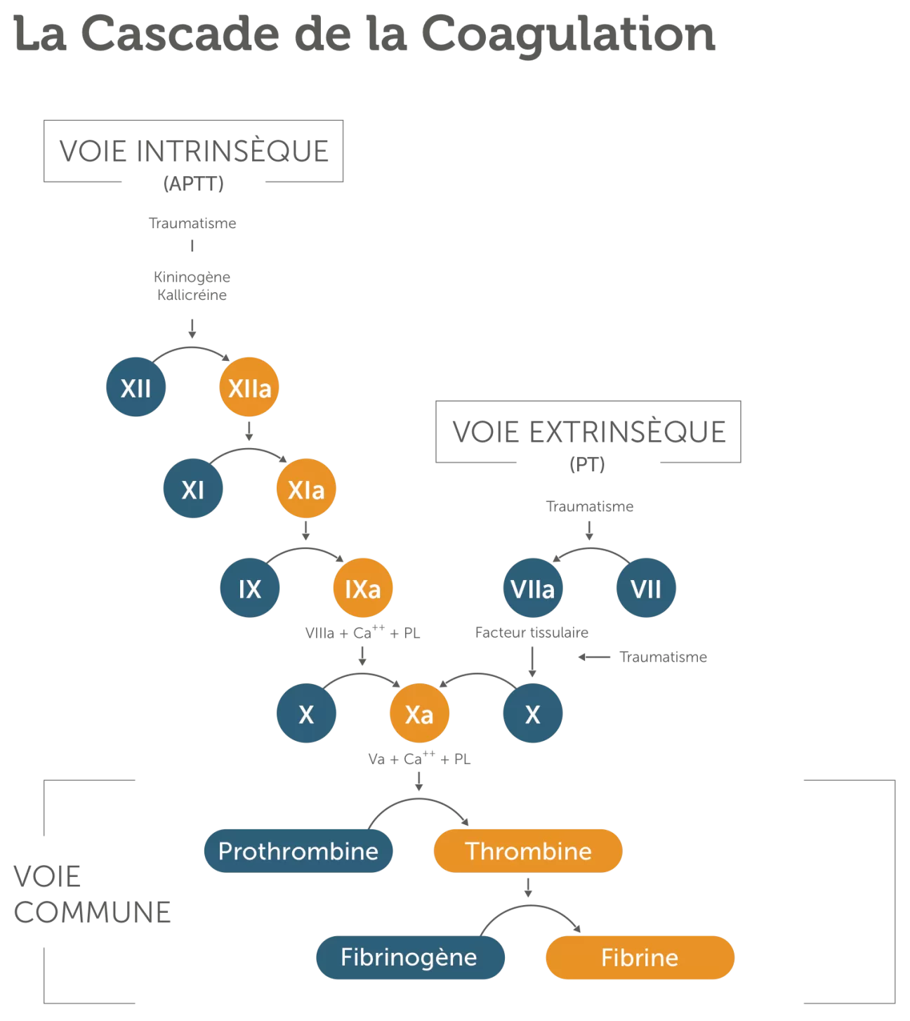 Cascade de la coagulation
