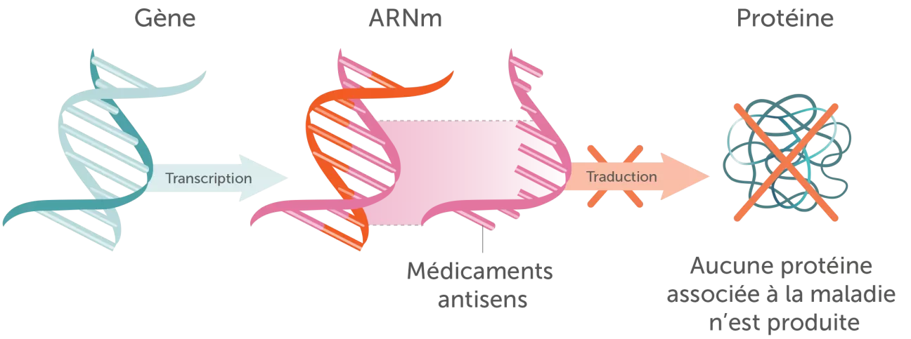 Médicaments antisens