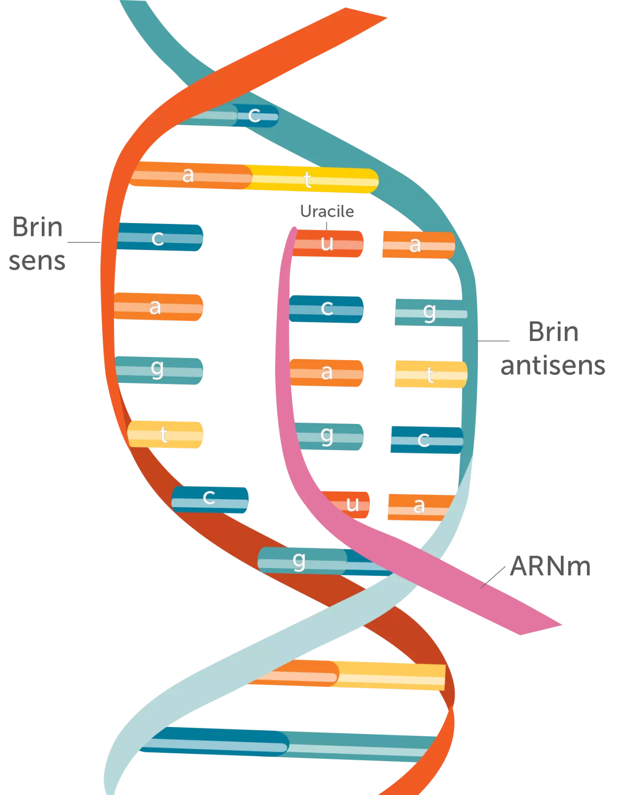 Transcription de l'ADN : brins et antisens